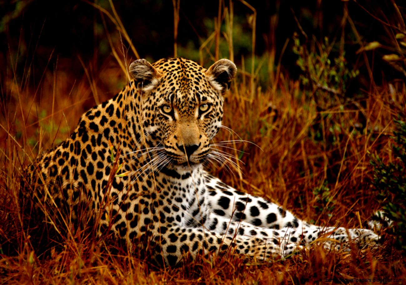 animals amazing animal stories animals amazing animal stories