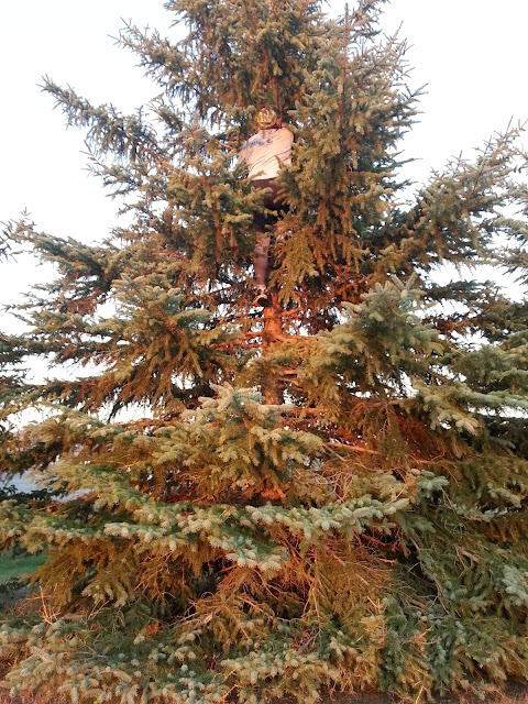 An idiot in a pine tree An idiot in a pine tree