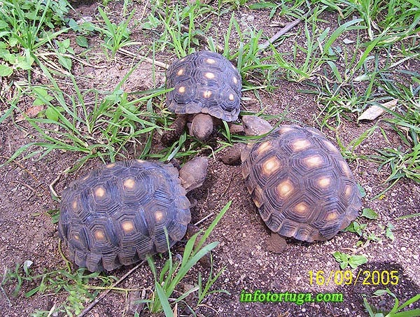 Berlandier's tortoise