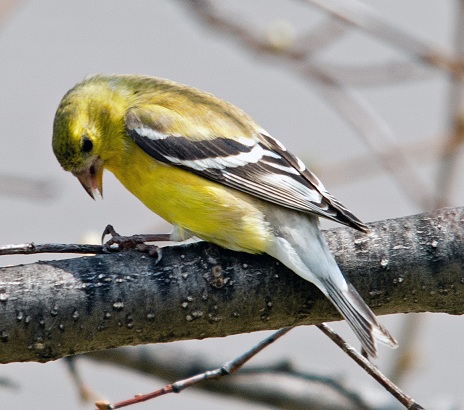 /Aviary Escape 2+Female+American+Goldfinch