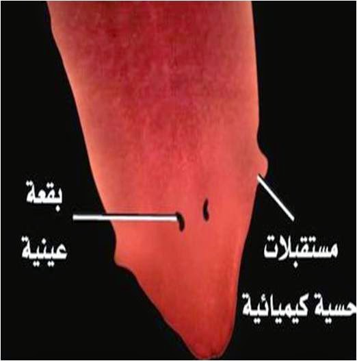 في المنوية في والبويضات يحصل السرج. الحلقية تبادل الحيوانات الخنثى الديدان منطقة لماذا لا