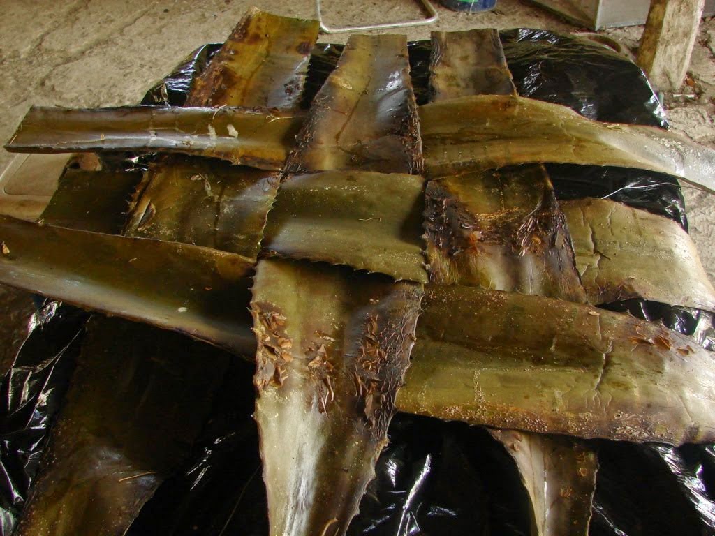 Barbacoa de borrego en pozo Cocina así de fácil Las mejores recetas