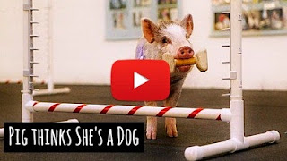 Watch this cute pig named Amy who thinks she's a dog and apparently has graduated top in her dog classes via geniushowto.blogspot.com cute pig and dog videos