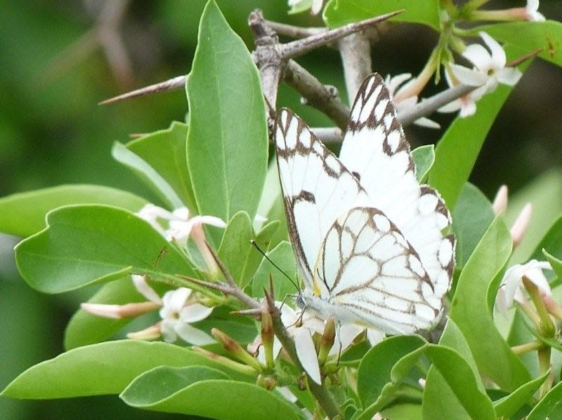 Safari Ecology Butterfly migration out now!