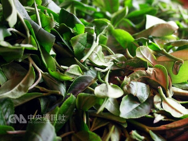 食藥署日前公告開放農藥「氟派瑞」可用於茶葉中,引發各界反彈。 食藥署日前公告開放農藥「氟派瑞」可用於茶葉中,引發各界反彈。