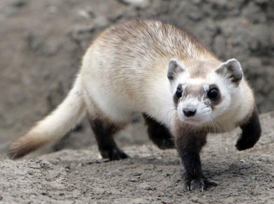 Long Ferret