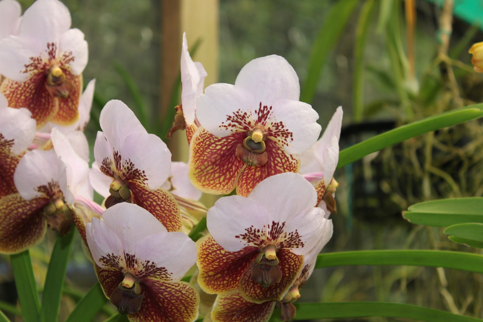 Main Street Florist Hawaii Orchid Nursery Tour