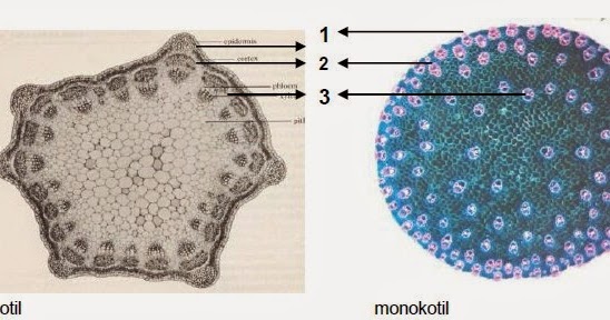 Blognya anak tuban sejati: Pengertian Lengkap batang tumbuhan