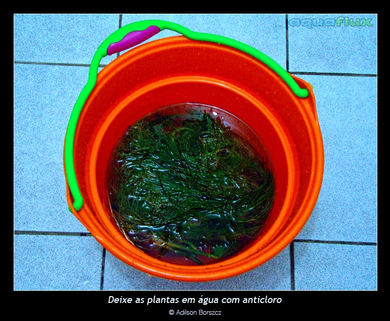 Medicina. como tratar um fungo em uma virilha