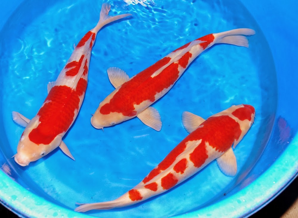 koi fish