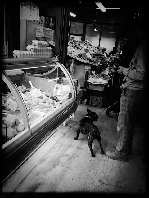 Dogs of Florence, dogs, Florence, Italy, canines, travel, French Bulldog, Mercato Centrale