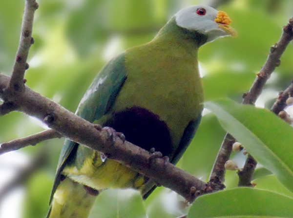 Burung Gue Mengenal Burung Walik Benjol