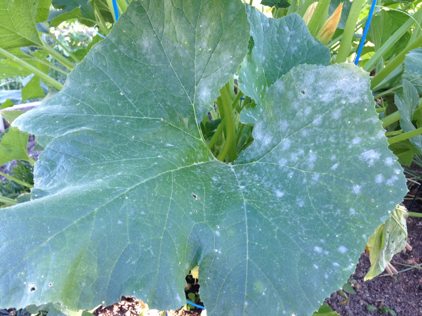 Strange Gardener Problems with growing zucchini part 1