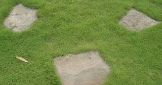 Grass for garden