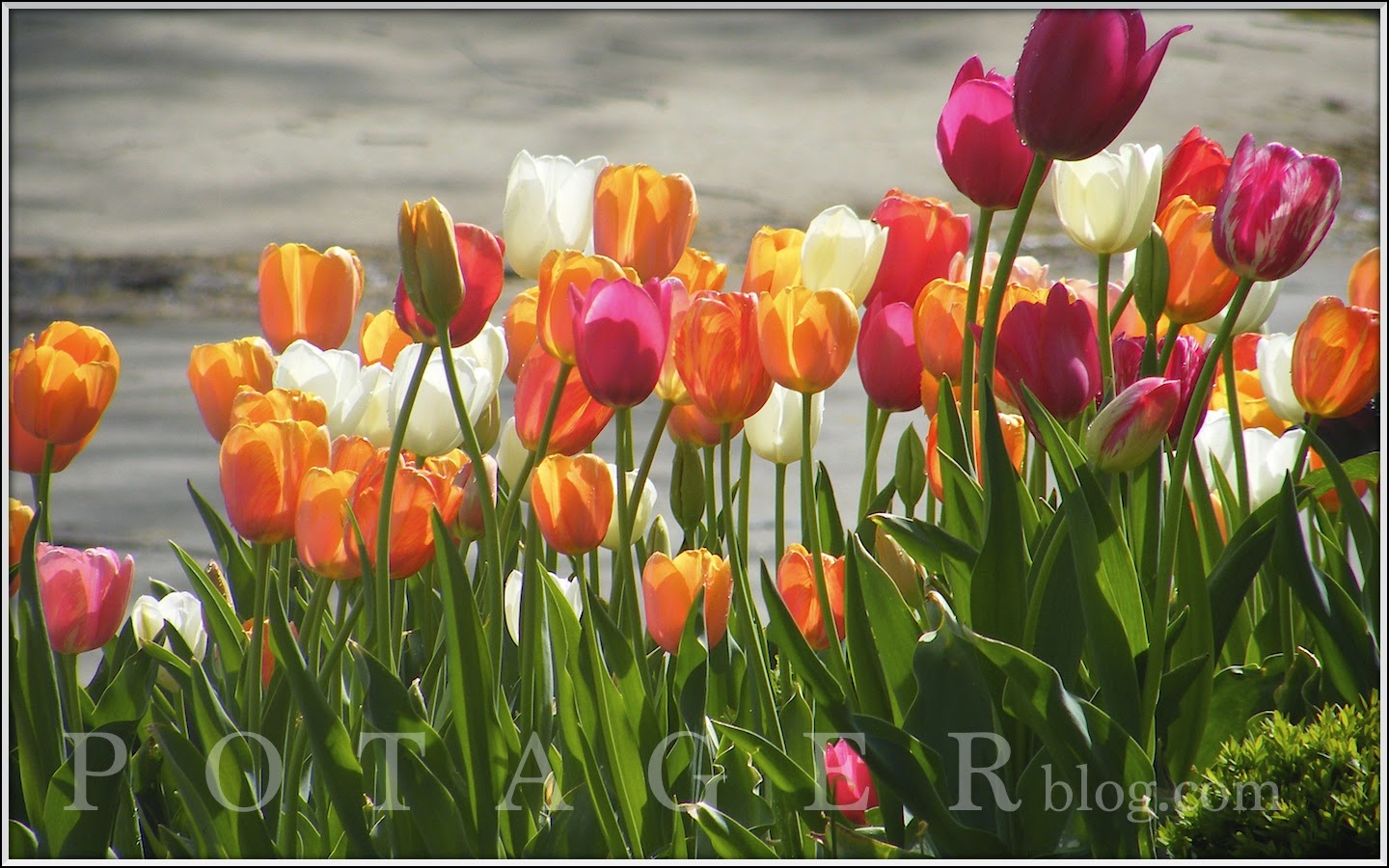 P O T A G E R Protecting Plants from a Hard Freeze