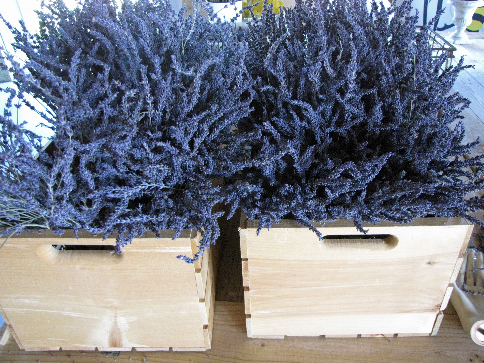 Lockwood Lavender Farm This is the last weekend the Lavender Market