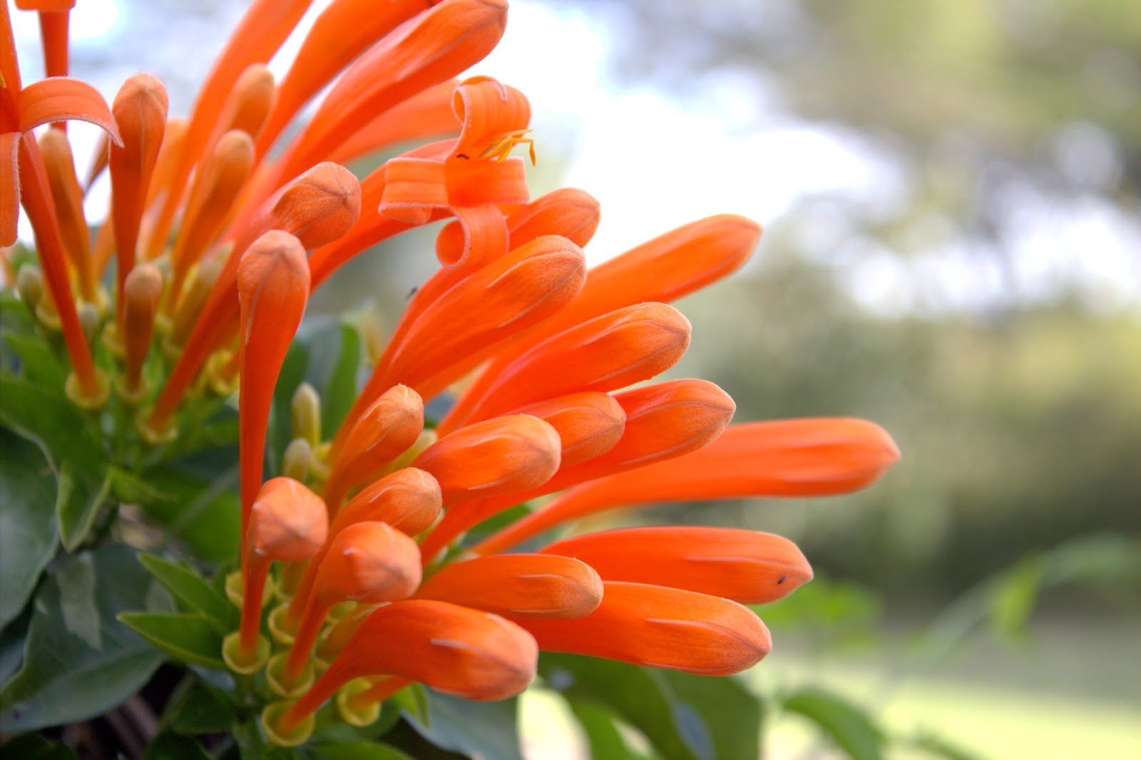 Something About Everything Kenya Plants