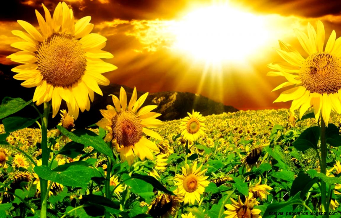 Sunflower HD Wallpapers Sunflower HD Wallpapers