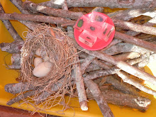 A Bird's Nest with a Plate of Bugs