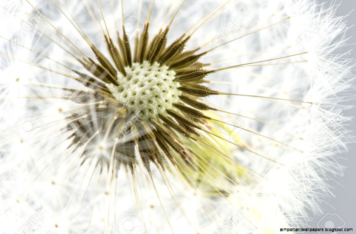 Macro Shot Of Dandelion Seed Head Stock Photo Picture And Macro Shot Of Dandelion Seed Head Stock Photo Picture And