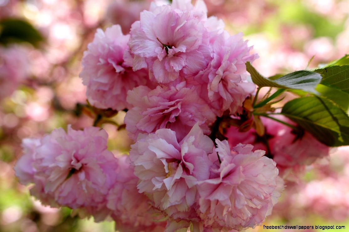 FilePowder puff tree flowers West Virginia ForestWander FilePowder puff tree flowers West Virginia ForestWander