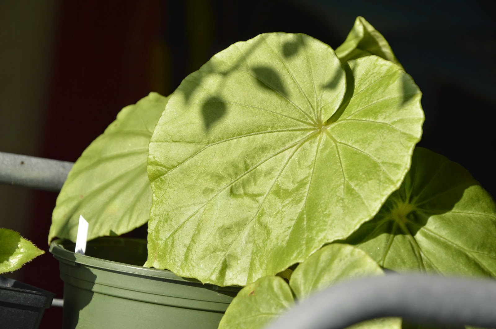 Botanische Raritäten Sammlung seltener Begonia species