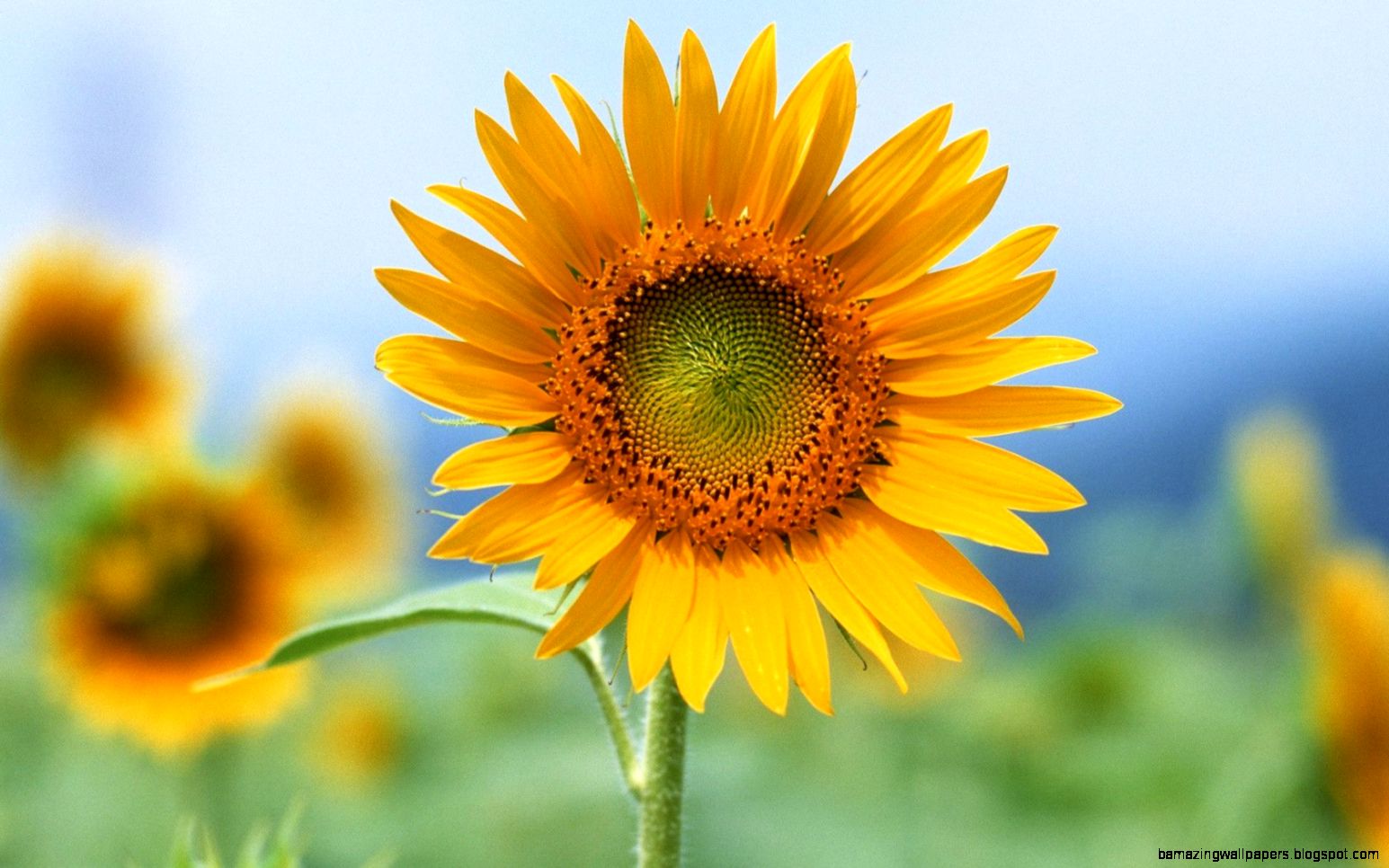 Single Flower Wallpapers Wallpaper Cave Single Flower Wallpapers Wallpaper Cave