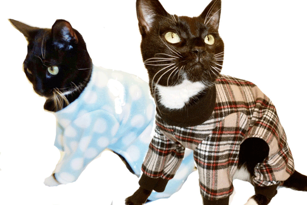 DRENNAN BLOG: Cat's Pajamas
