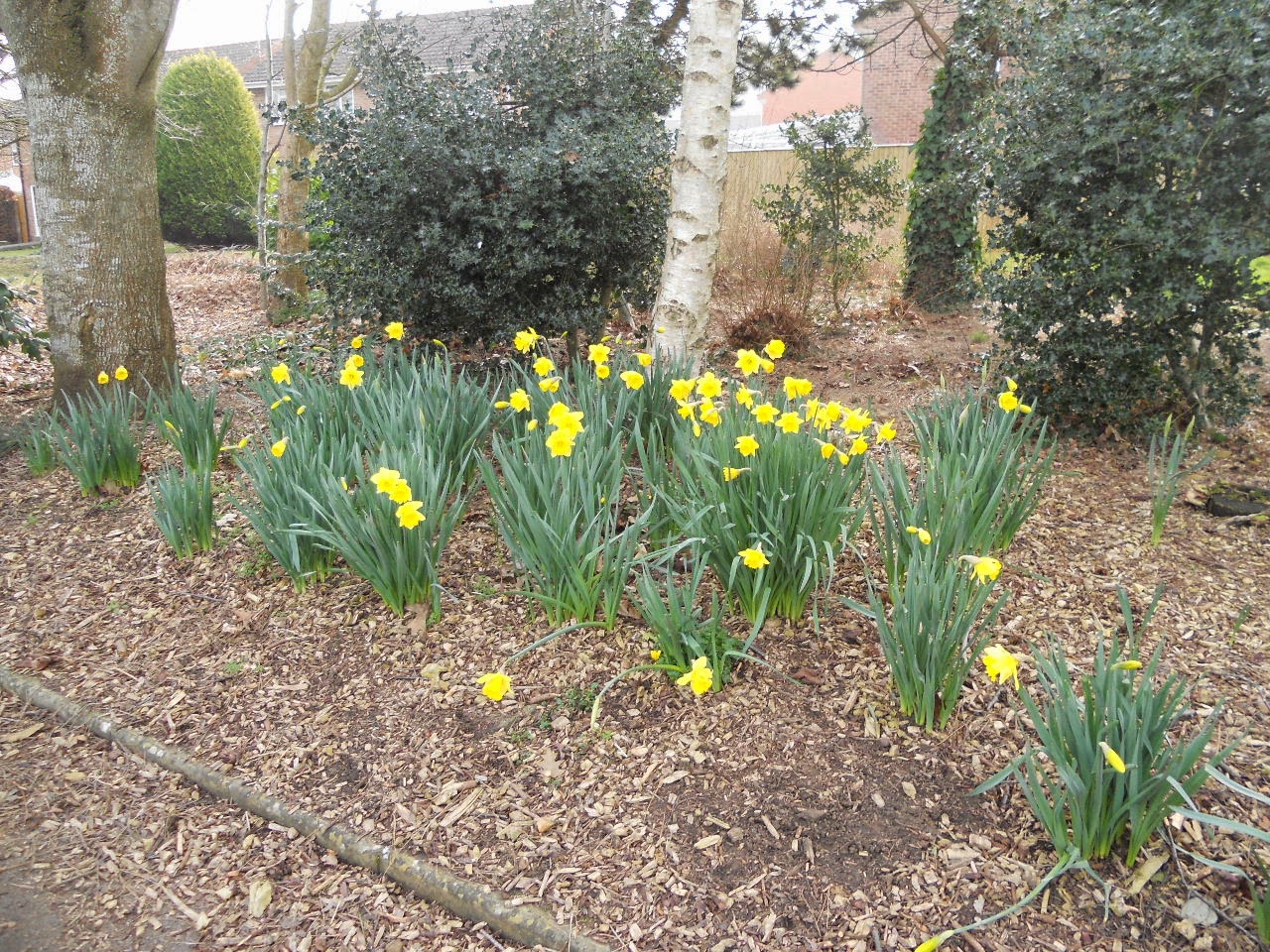 Marigold Jam Daffodils Wordsworth eat your heart out!