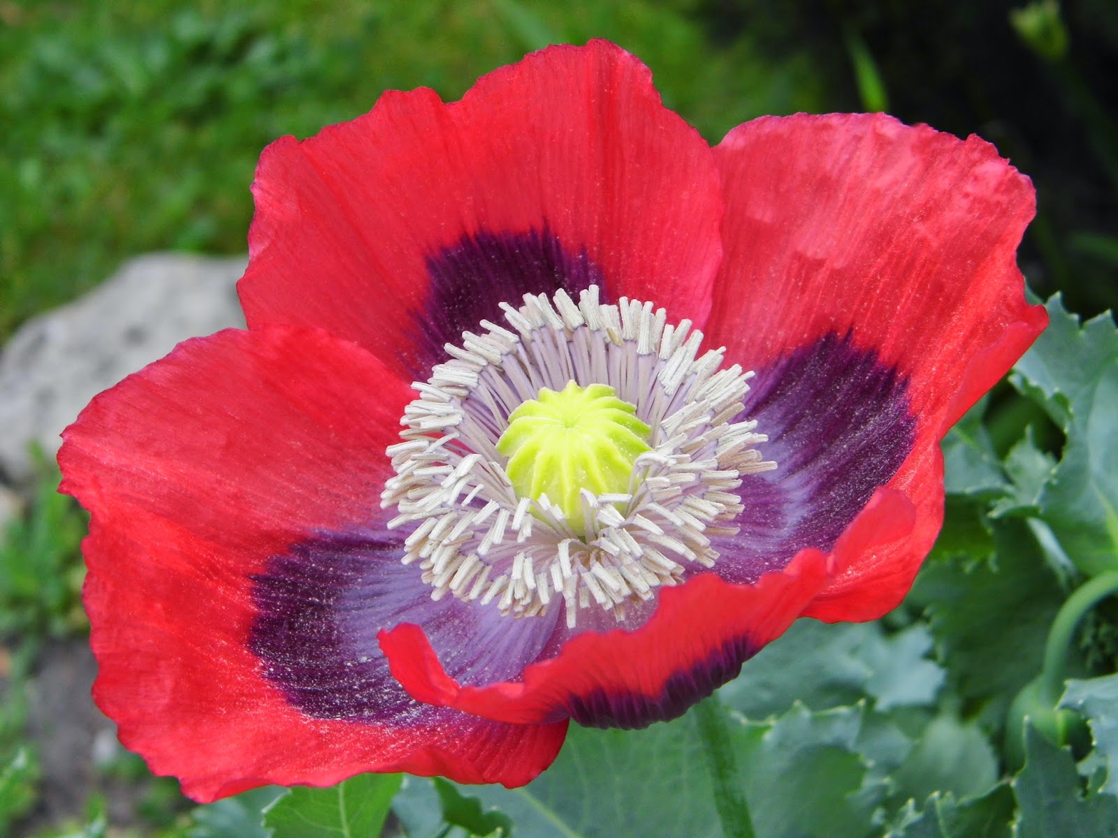 One Mother Hen October flowers