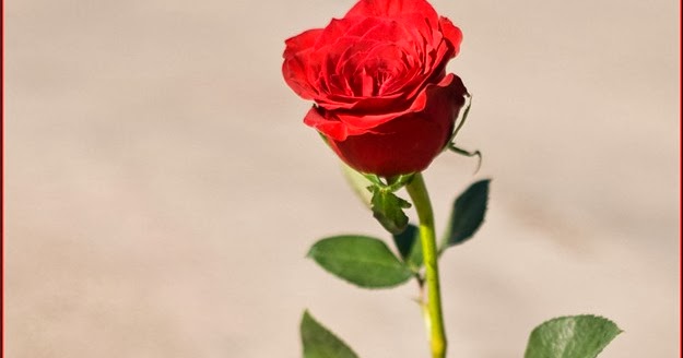 The Rose that Grew from Concrete: Title Significance