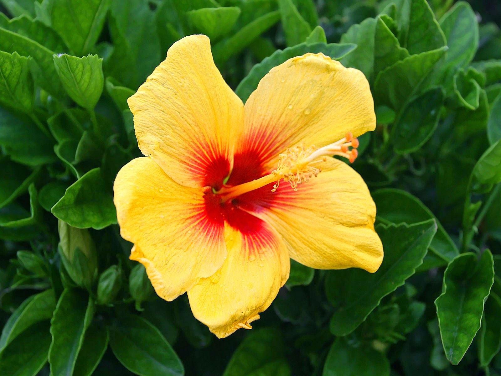 Flor Flor