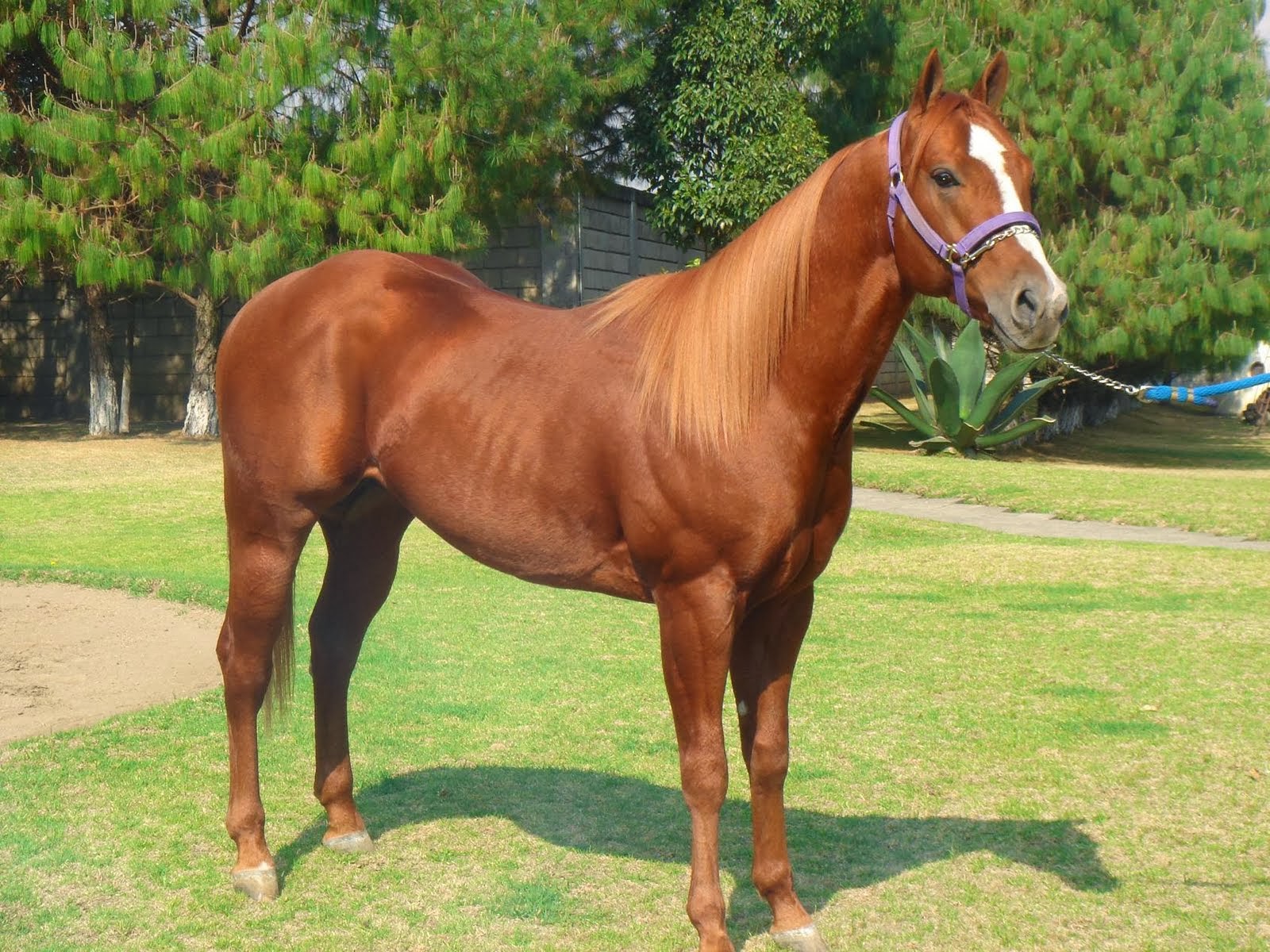 anaisabelchinome: ANIMALES DE LA GRANJA