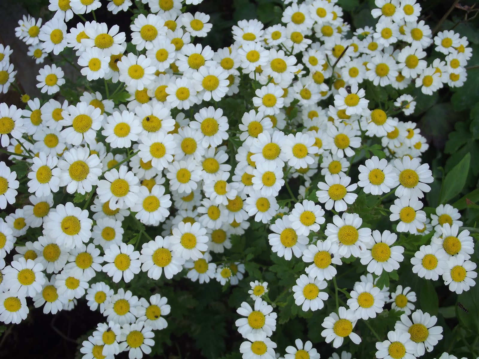 Feverfew