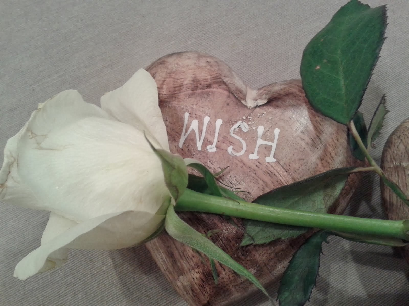 White rose and a wish...