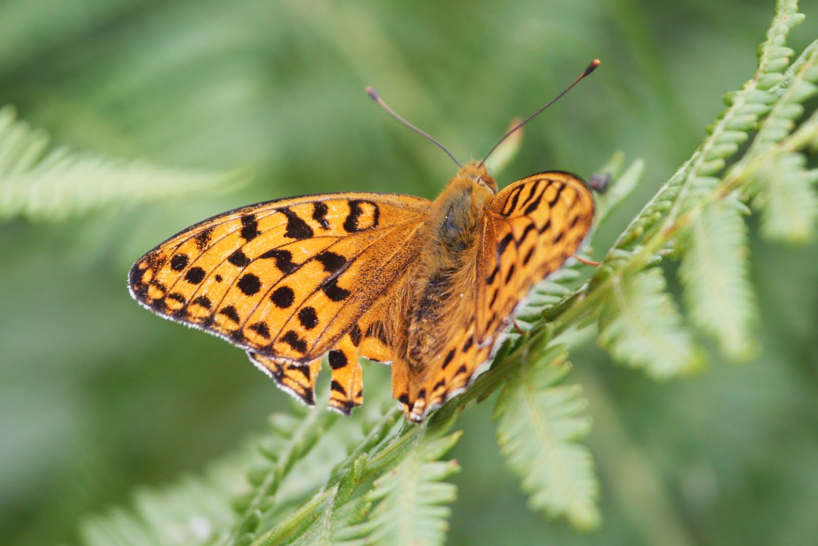 Zac Hinchcliffe's Birding Blog 20 species of Butterfly at Arnside