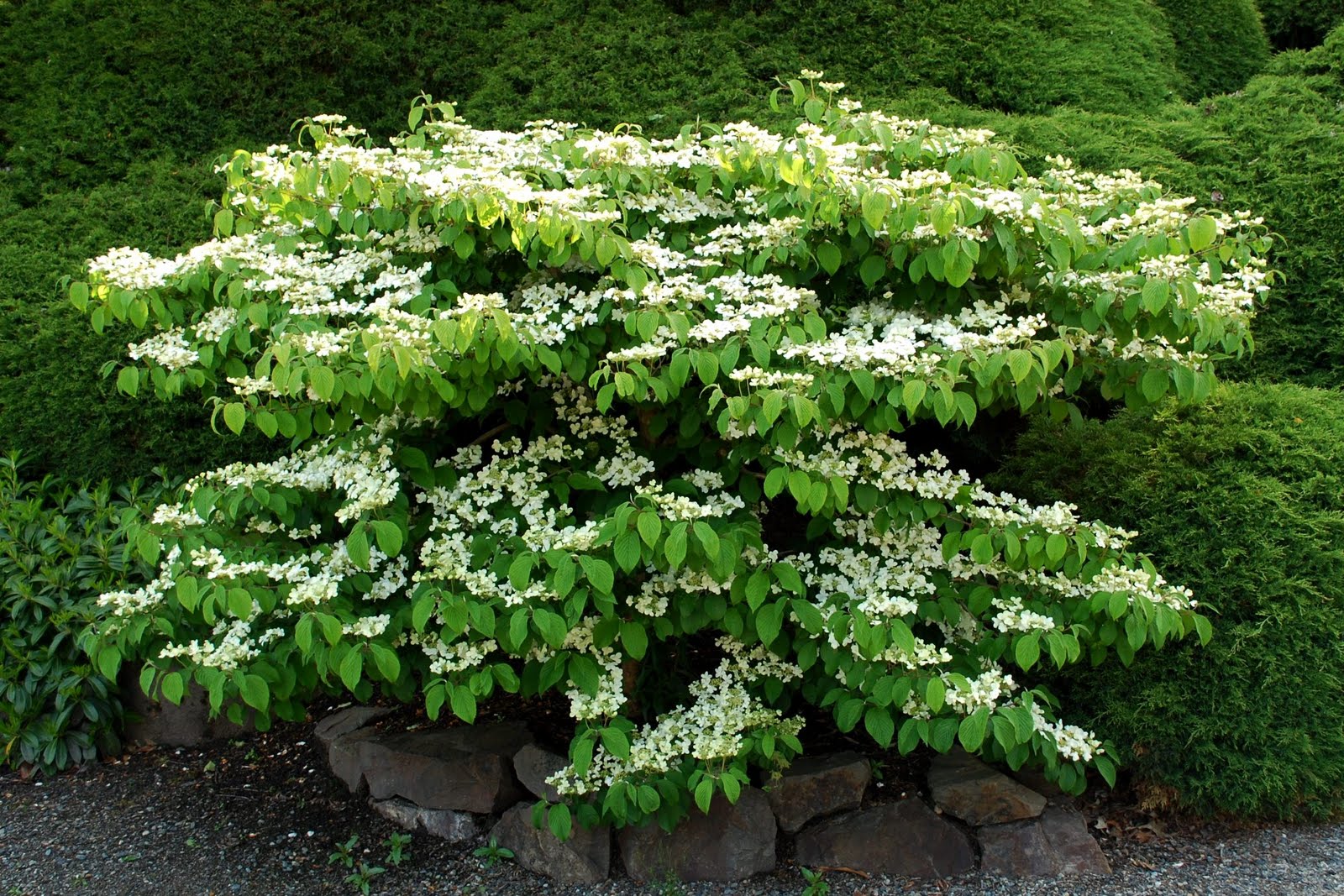 The Intercontinental Gardener Vibes about Viburnums