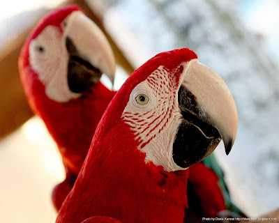 Photos Celebrity: Langkawi Parrots Wallpapers