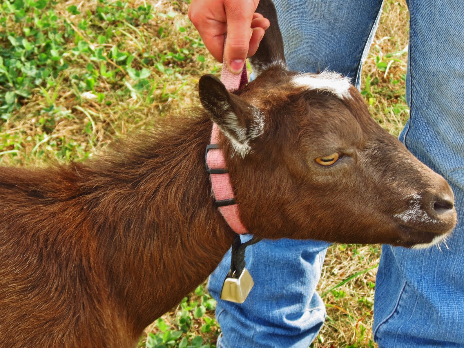 Working Goats Your Journey Begins Here The Thrifty Homesteader
