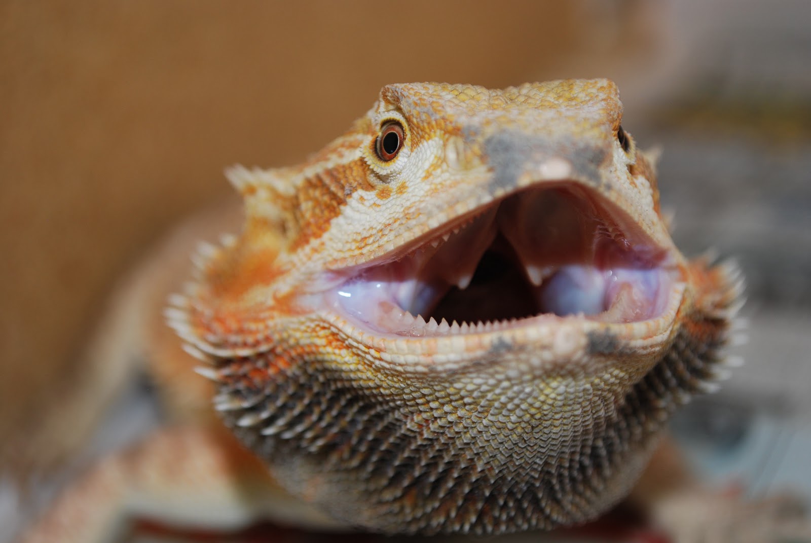 leatherback bearded dragon