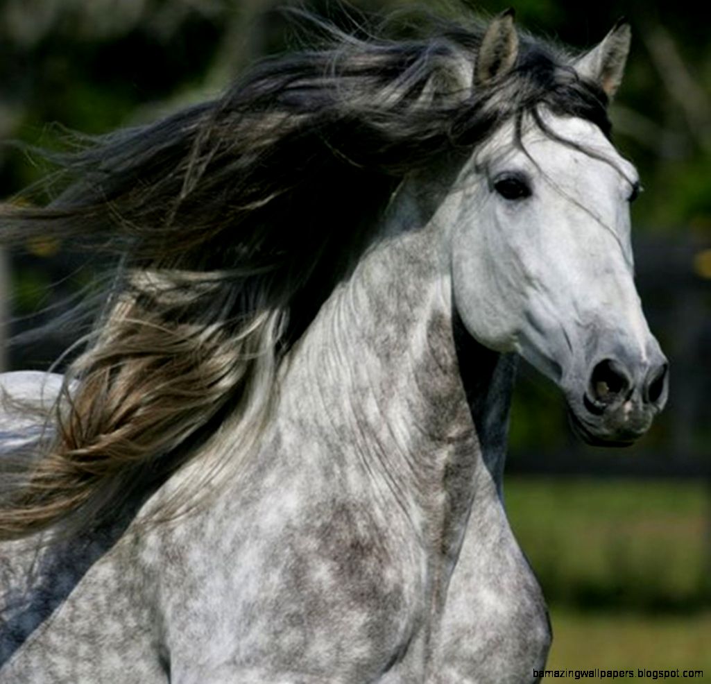 Be Free Horse RPG 8 members Be Free Horse RPG 8 members