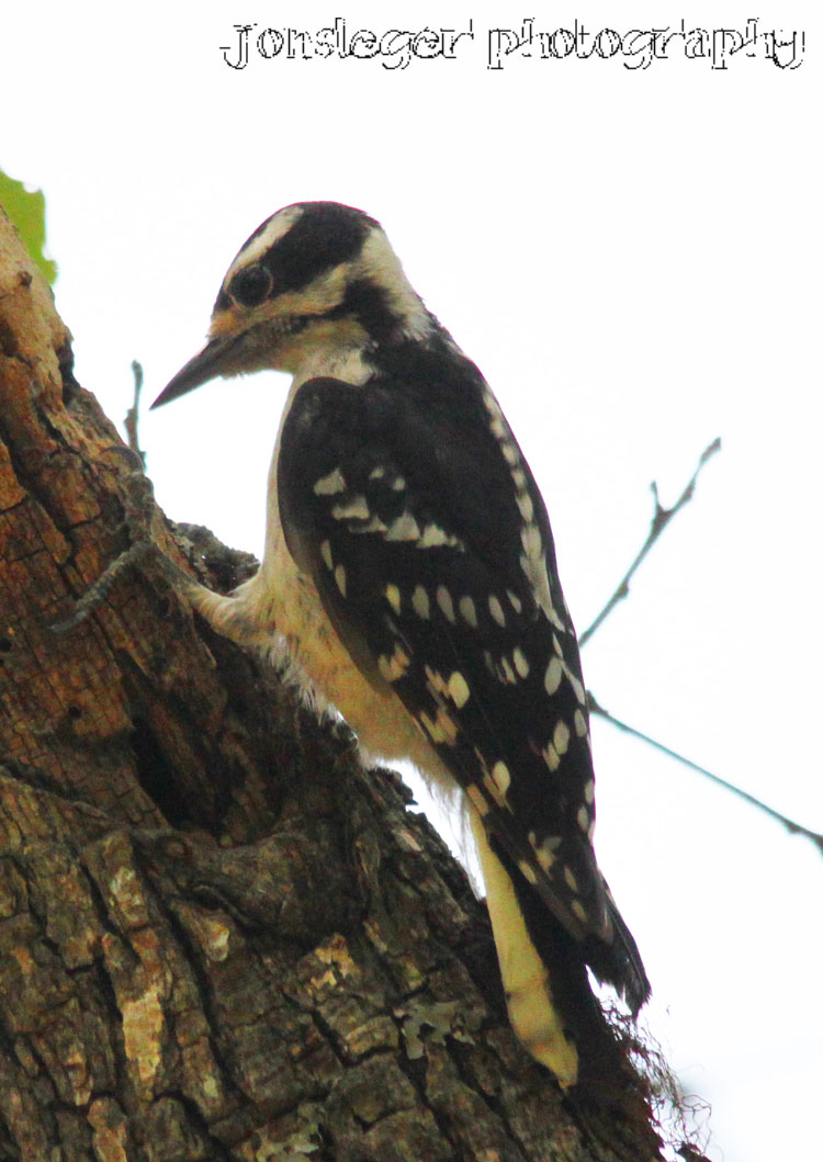 Northern Illinois Birder: Hairy Woodpecker - Texas Birds