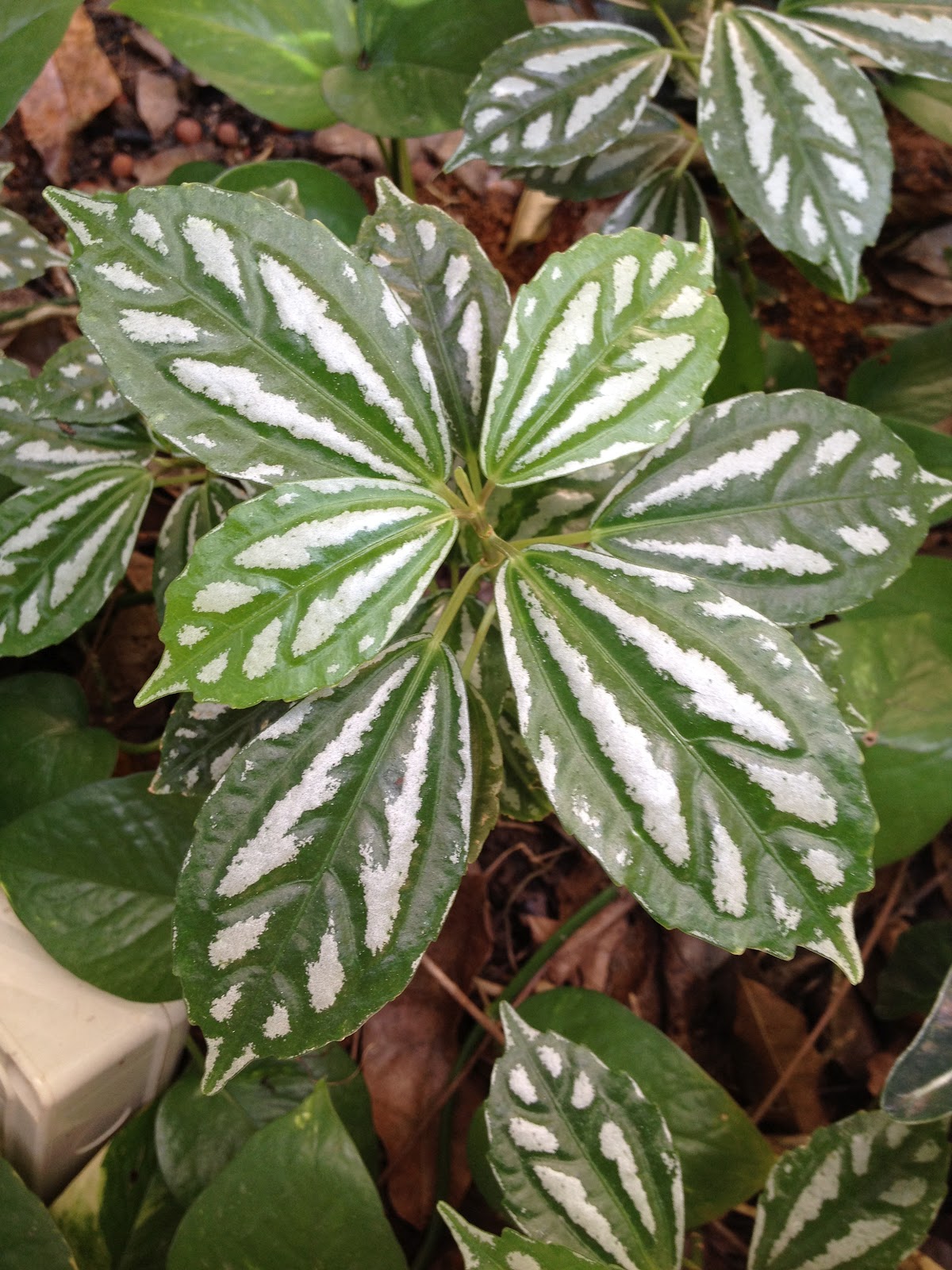 Plants !n Sg Pilea cadierei
