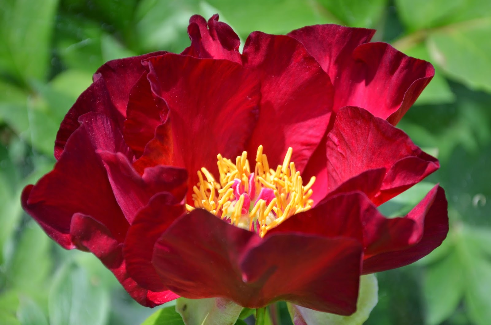 Southern Peony 2014 Intersectional Peony Blooms Mid Week 4