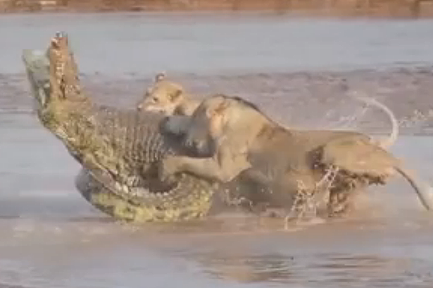 TEASER-Lions-vs-crocodile.png