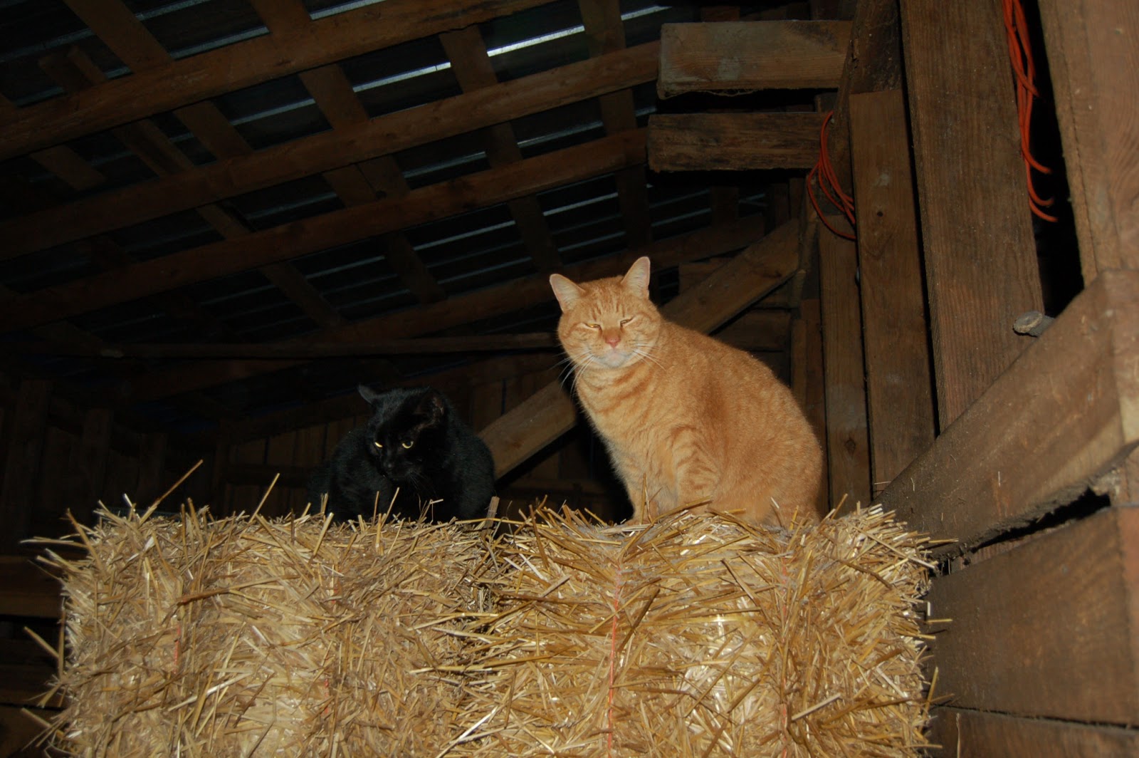 Timber Creek Farm The Care and Feeding of Barn Cats