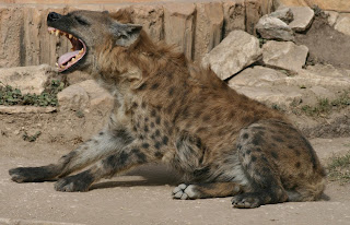 Hyena Wallpaper