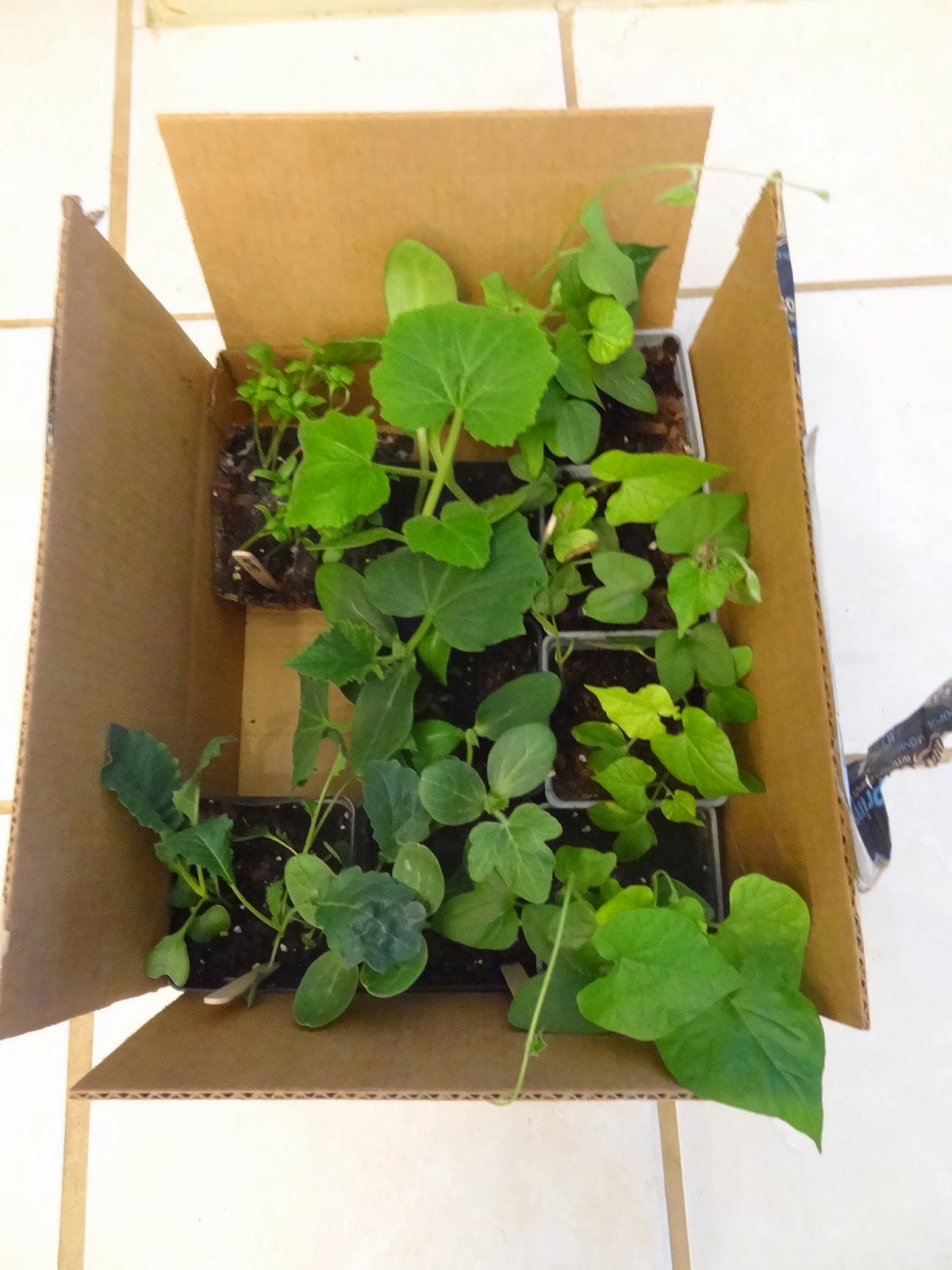 Rebecca's Texas Garden Plant Sharing