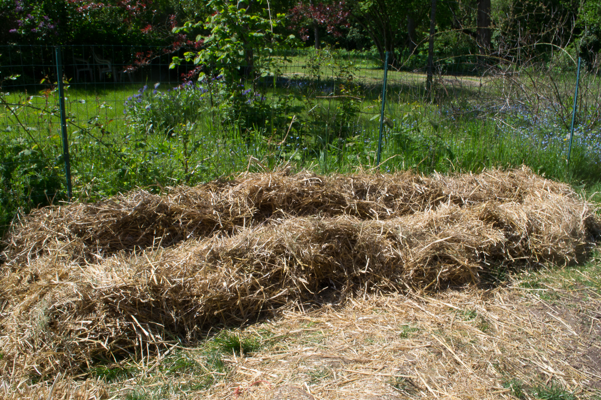 TRULY ORIGINAL ORGANICS Back yard Straw Garden