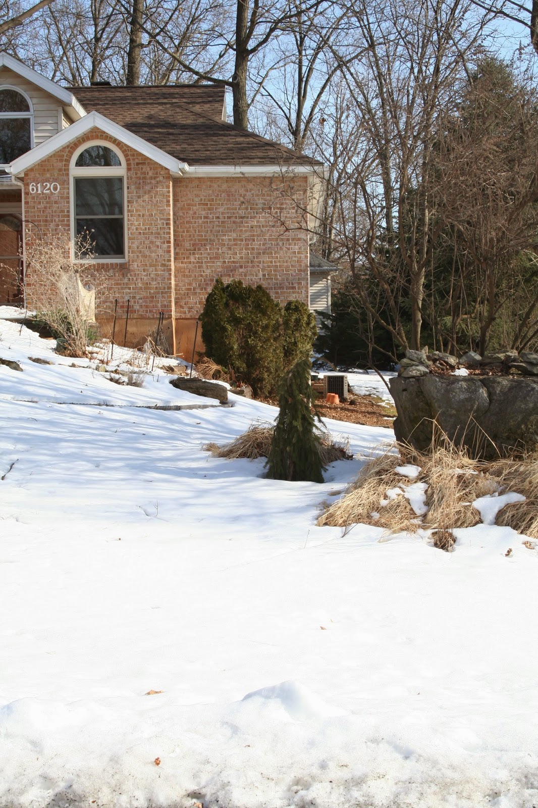 New To Hydrangea Planting Care Helpfulgardener Com